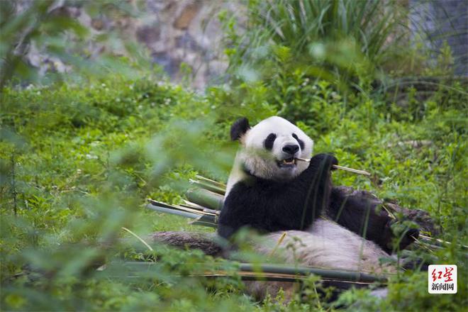 报名开启！2024青城登山赛暨“我不胖”疯狂熊猫跑邀你来赛必一运动官网(图4)