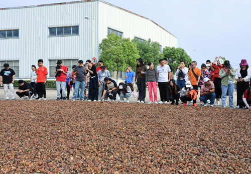 够野你就来——2024中国南酸枣之乡旅游文化音乐节齐云山登山节圆满收官必一体育官网(图3)