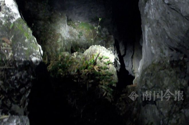 意外发生!柳州两男子爬“野生网红”山崖一人不慎坠崖!同伴施救也被困(图1) 意外发生!柳州两男子爬“野生网红”山崖一人不慎坠崖!同伴施救也被困(图1)